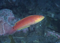Image of Suezichthys ornatus 