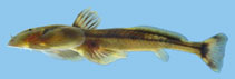 Image of Oreoglanis laciniosa 