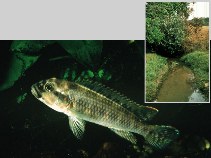 Image of Orthochromis rugufuensis 