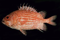 Image of Ostichthys sufensis (Red Sea soldierfish)