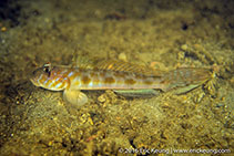 Image of Oxyurichthys auchenolepis (Scaly-nape tentacle goby)