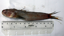 Image of Oxyurichthys petersii (Peter\