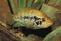 Image of Parachromis managuensis (Jaguar guapote)