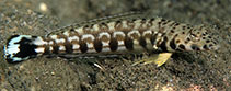 Image of Parapercis millepunctata (Black dotted sand perch)
