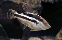 Image of Paramonacanthus oblongus (Hair-finned filefish)