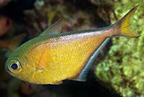 Image of Pempheris tominagai (African silver sweeper)