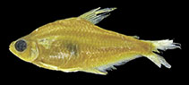 Image of Phenacogaster capitulata 