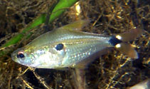Image of Phenacogaster tegatus 