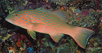 Image of Plectropomus maculatus (Spotted coralgrouper)