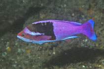 Image of Pseudanthias connelli (Harlequin goldie)