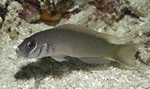 Image of Pseudochromis erdmanni (Erdmann’s Dottyback)