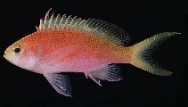 Image of Pseudanthias pulcherrimus (Resplendent goldie)