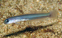 Image of Ptereleotris brachyptera (Lowfin dartfish)