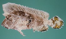 Image of Ptarmus jubatus (Crested scorpionfish)