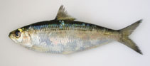 Image of Sardinella tawilis (Freshwater sardinella)