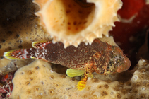 Image of Scorpaenodes caribbaeus (Reef scorpionfish)