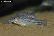 Image of Scleromystax prionotos (Coast cory)
