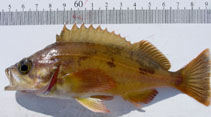 Image of Sebastes hopkinsi (Squarespot rockfish)