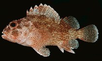 Image of Sebastapistes tinkhami (Darkspotted scorpionfish)