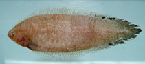 Image of Symphurus diomedeanus (Spottedfin tonguefish)