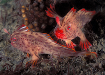 Image of Thymichthys politus (Red handfish)