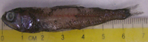 Image of Symbolophorus reversus (Reverse gland lanternfish)