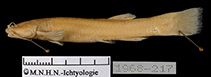 Image of Trichomycterus chaberti 