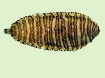 Image of Zebrias japonica (Wavyband sole)
