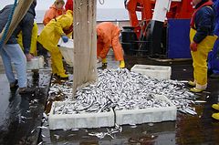 Fischen fr die Forschung. Fischereibiologen untersuchen Fischbestnde. Foto: Archiv, IFM-GEOMAR. 