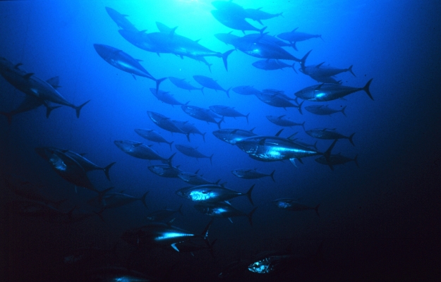Eine Gruppe von Blauflossen, Thunfischen vor der Küste Siziliens, Italien (Meerestiefe 22 Meter) - Foto: 1989 von Danilo Cedrone (United Nations Food and Agriculture Organization) (http://www.photolib.noaa.gov/htmls/fish2001.htm) [Gemeinfrei], via Wikimedia Commons