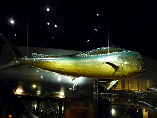 Ausgewachsener Coryphaena hippurus, der ausgestopft im Fischmuseum hängt und vermutlich mindestens 40 kg Lebendgewicht in besseren Zeiten auf die Waage brachte. - Foto: 2009 by Citron [CC-BY-SA-3.0 (http://creativecommons.org/licenses/by-sa/3.0)], via Wikimedia Commons