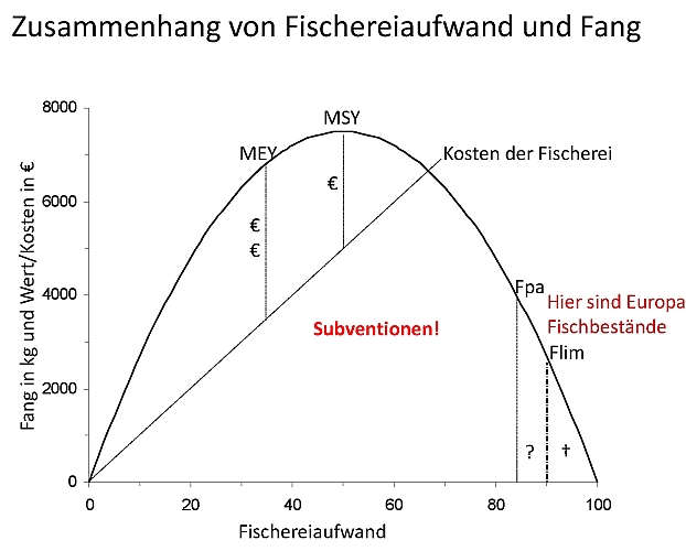 Eine Kurve in einem Koordinatensystem. An der X-Achse ist der Fischereiaufwand aufgetragen. Die Y-Achse stellt die Fangmenge da. Der Scheitelpunkt ist der MSY. Eine weitere lineare Funktion, die Fischereikosten, schneidet die Parabel auf dem absteigenden Ast. Die Fischbestände der EU liegen auf dem gleichen unteren Abschnitt der Kurve. - Grafik: 2014 by R. Froese mit freundlicher Genehmigung (aus dem Vortrag: Essen wir die Meere leer)