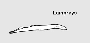 lampreys