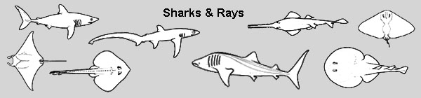 sharks and rays