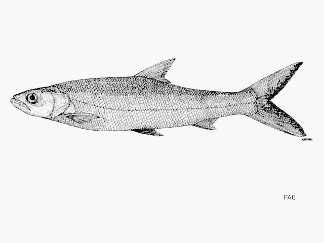 Giant salmon carp