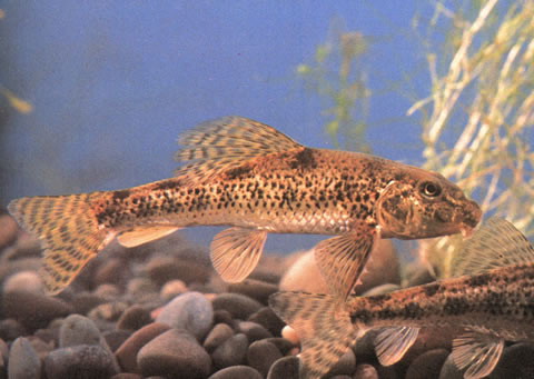 Chinese false gudgeon