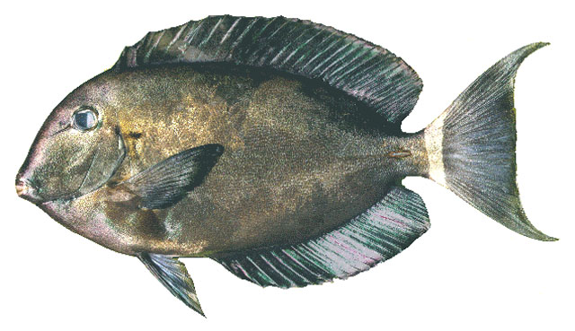 Orange-socket surgeonfish