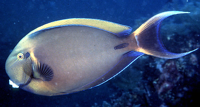 Black-spot surgeonfish