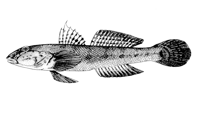 Acanthogobius flavimanus