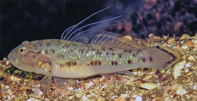 Acentrogobius janthinopterus