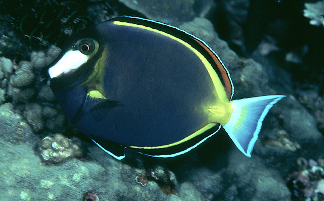 Japan surgeonfish