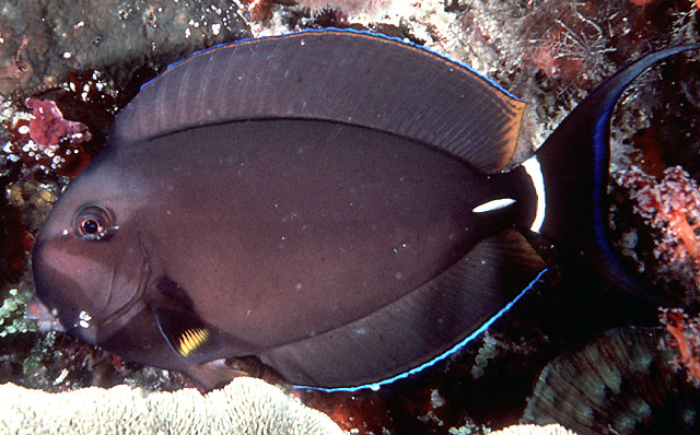 Palelipped surgeonfish