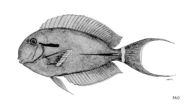 Acanthurus nigricauda