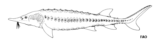 Acipenser oxyrinchus