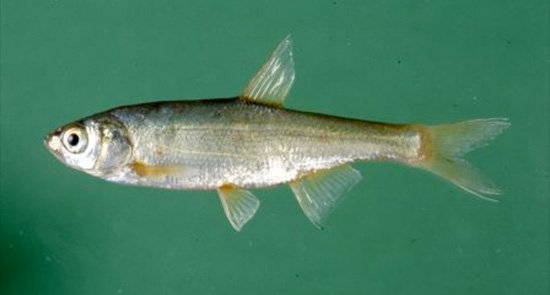 Acanthobrama telavivensis