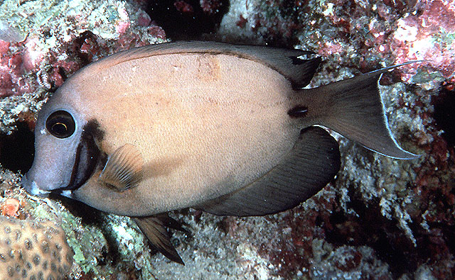 Indian Ocean mimic surgeonfish