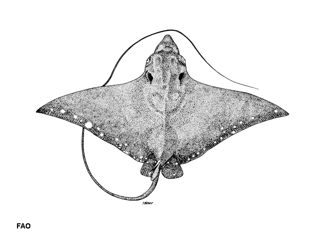 Aetobatus ocellatus