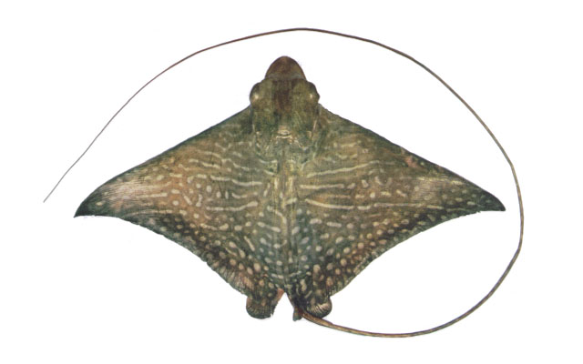 Aetomylaeus maculatus