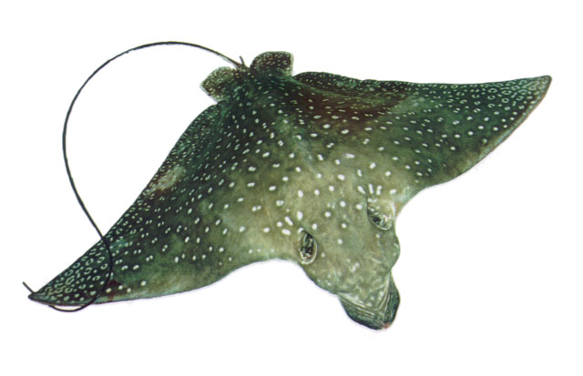 Aetobatus ocellatus