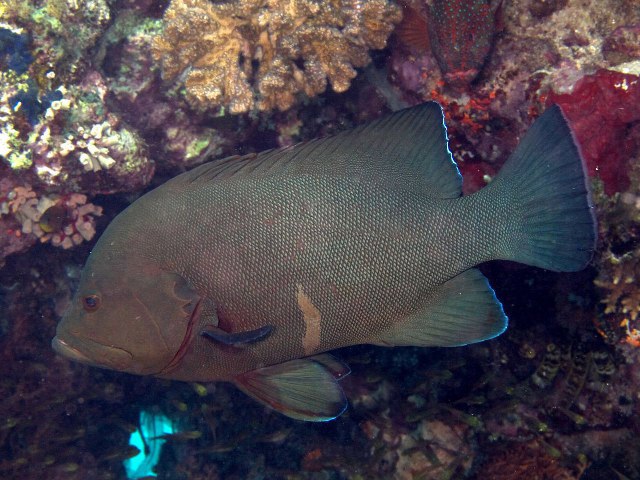 Redmouth grouper